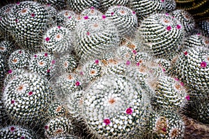 Cactus - Ball of thorns
