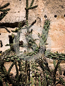 Cactus Bandelier National Park photo