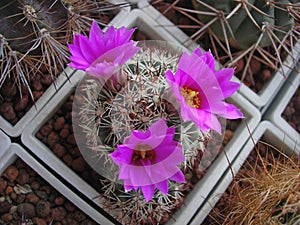 Cactus Bartschella schumannii with large bright flowers
