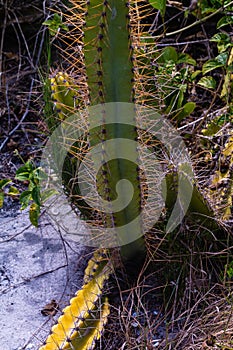 Cactus and a beautiful light