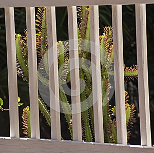 A cactus begins to bloom as it climbs the fence posts