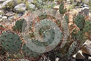 Cactus at Big Bend National Park