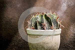 Cactus with big thorns on pot