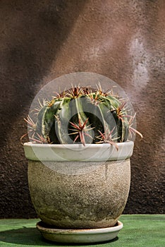 Cactus with big thorns on pot