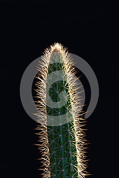 Cactus on black