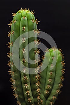 Cactus on black background