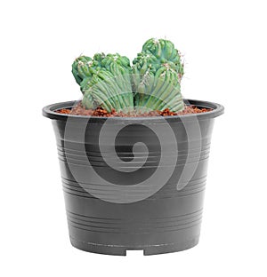 Cactus in a black plastic pot isolated on white background