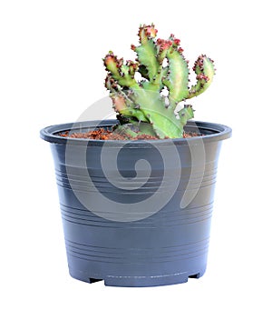 Cactus in a black plastic pot isolated on white background