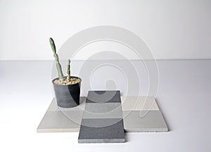 Cactus in black pot on ceramic tiles