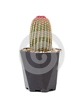 Cactus in a black pot isolated on white background