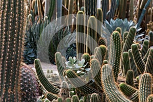 Cactus