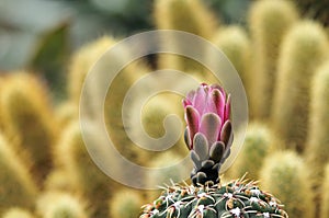 Cactus in bloom