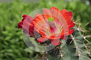 Cactus in bloom