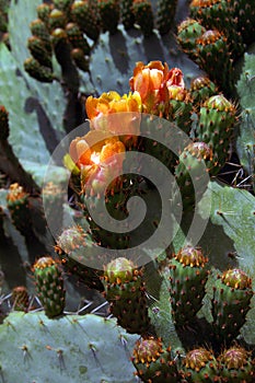 Cactus bloom