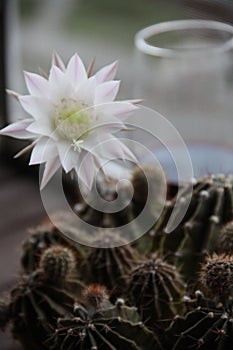 Cactus in bloom and glass of wine