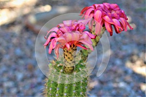 Cactus bloom, Maricopa County, Arizona