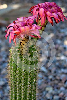 Cactus bloom, Maricopa County, Arizona