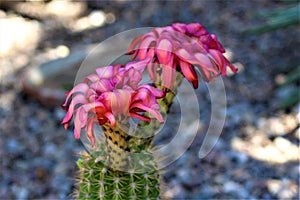 Cactus bloom, Maricopa County, Arizona photo