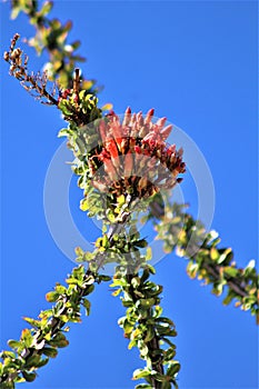 Cactus in bloom, Maricopa County, Rio Verde, Arizona