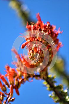 Cactus in bloom, Maricopa County, Rio Verde, Arizona