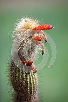 Cactus in Bloom with Red Outgrowths