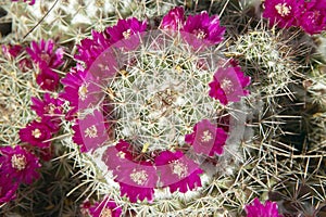 Cactus in bloom in spring, Saguaro National Park West, Tucson, Arizona