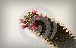 The cactus bloomed with small red flowers