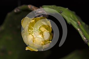 Cactus In Blooming