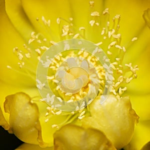 Cactus In Blooming