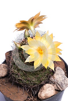 The cactus is blooming beautiful yellow