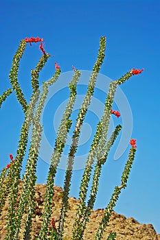 Cactus - Blooming Ocotillo photo