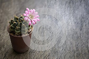 A cactus with blooming pink flower