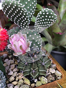 Cactus blooming pink flower
