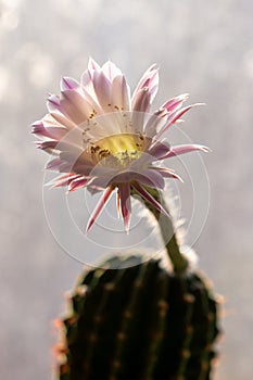 Cactus\' blooming time