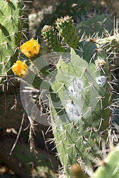 Cactus flowers infested with Cochineal photo