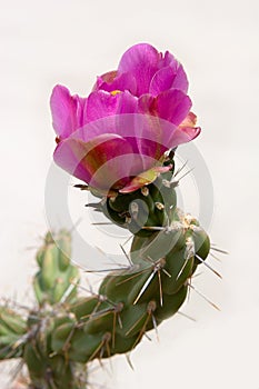 A cactus blooming on white background