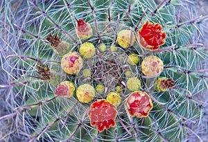 Cactus blooms