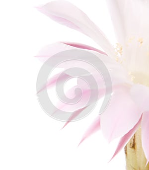 Cactus blooms isolated on white background