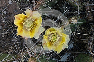 Cactus blooms near Quemado