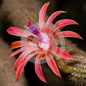 Cactus Blossom