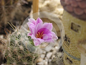 Cactus blossom