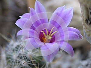 Cactus blossom