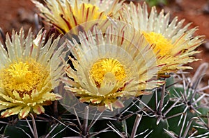 Cactus blossom