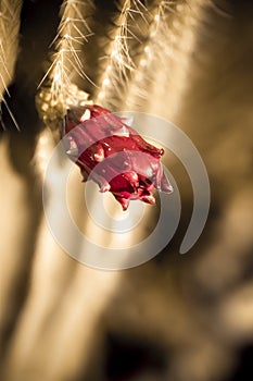 Cactus blossom