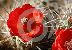 Cactus blossom closeup