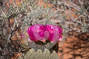 Cactus Blossom, Valley of Fire, Nevada, USA