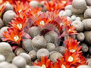 Cactus blossoms
