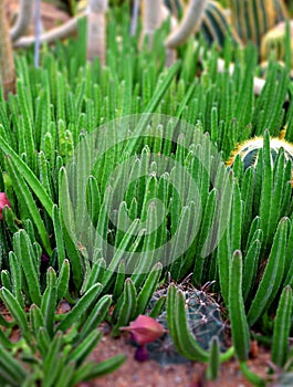 Close up of Cactus flower