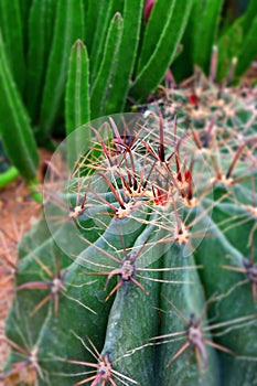 Close up of giant Cactus