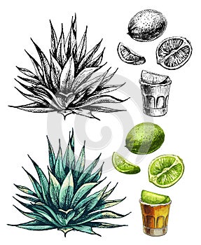 Cactus blue agave. Vector vintage hatching color illustration. Isolated on white